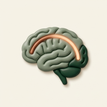 Illustration of a brain, with one arc traced through it in clay