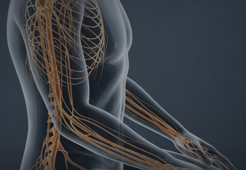 Illustration of the human nervous system